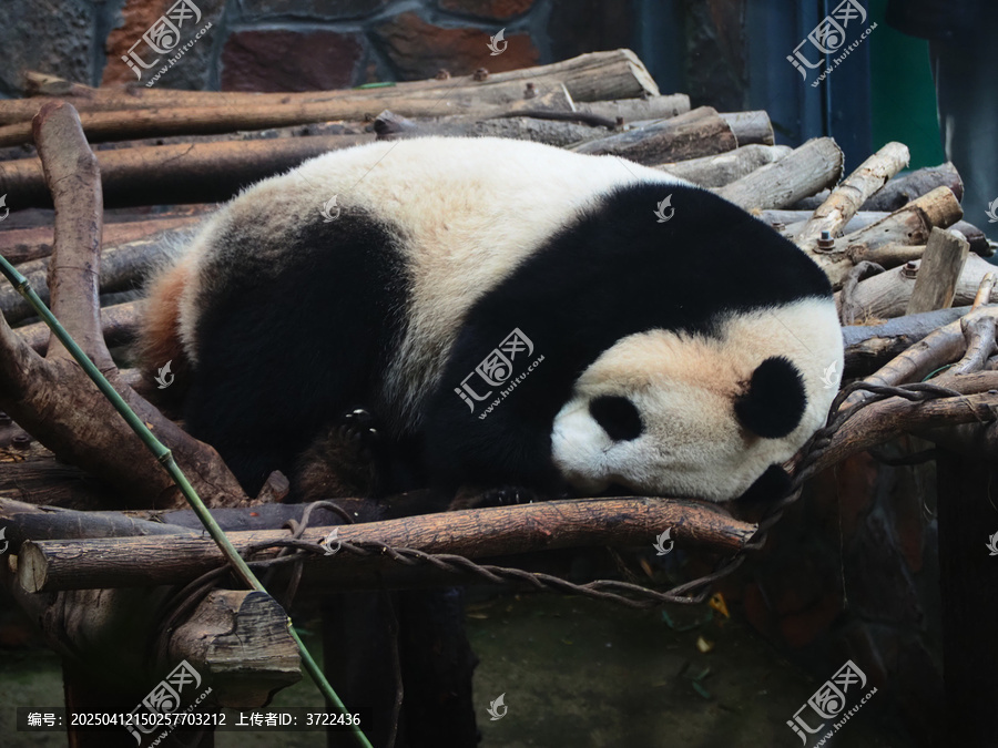 熊猫睡觉
