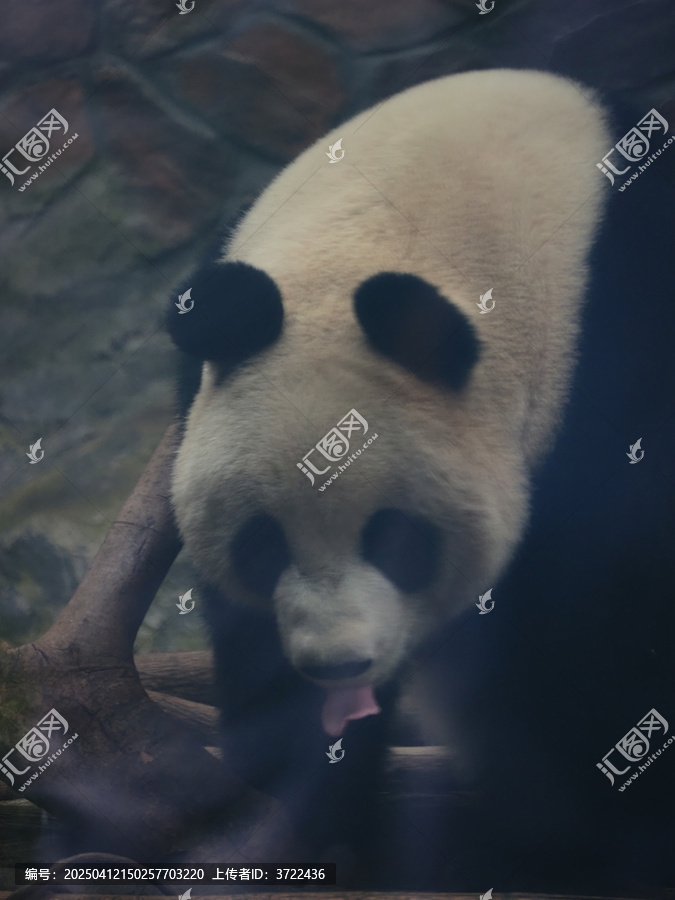 熊猫