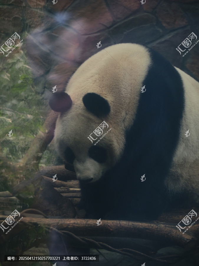 熊猫