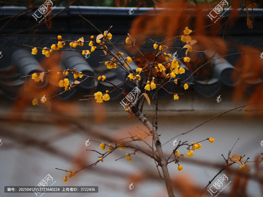 黄腊梅