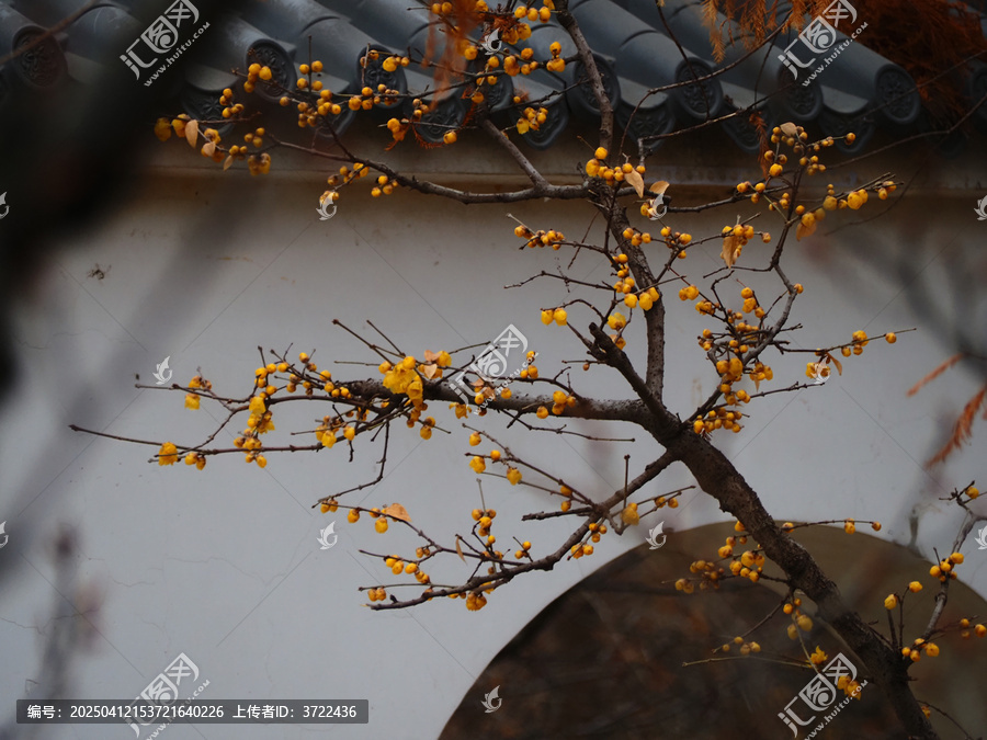 黄腊梅