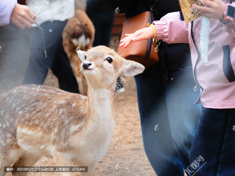 梅花鹿
