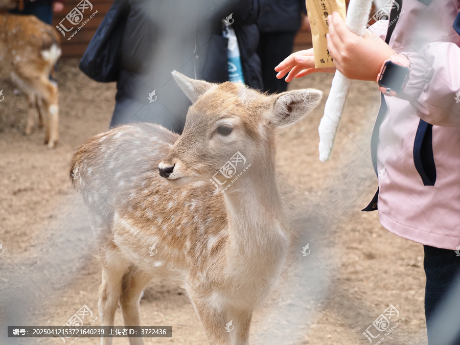 梅花鹿