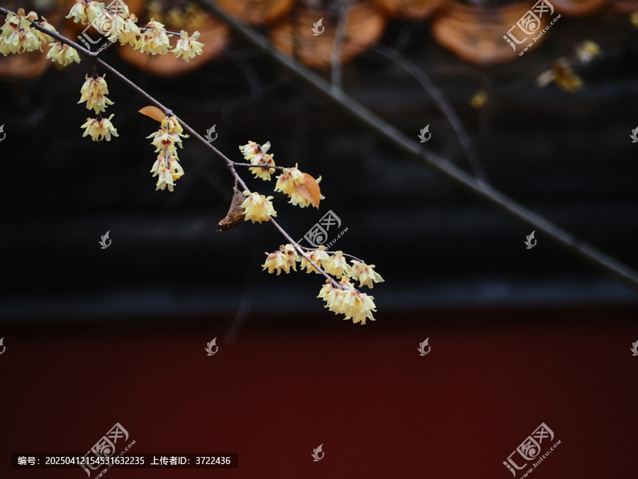 红墙黄腊梅