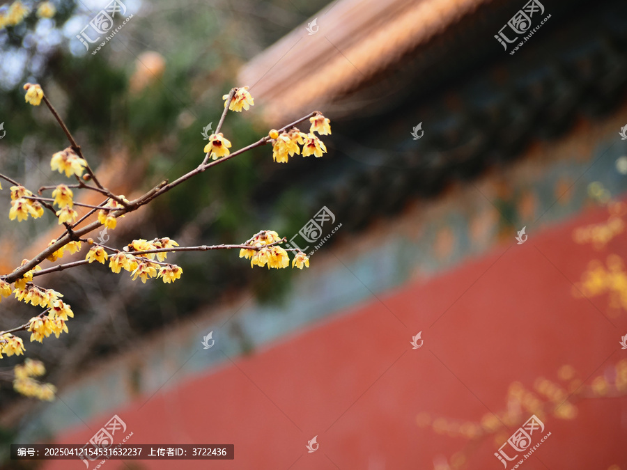 红墙黄腊梅