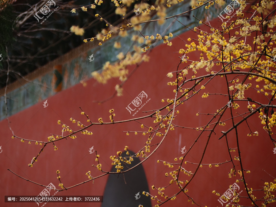 红墙黄腊梅