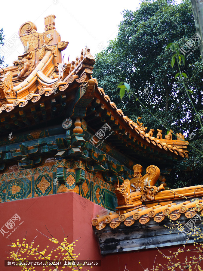 红墙黄腊梅
