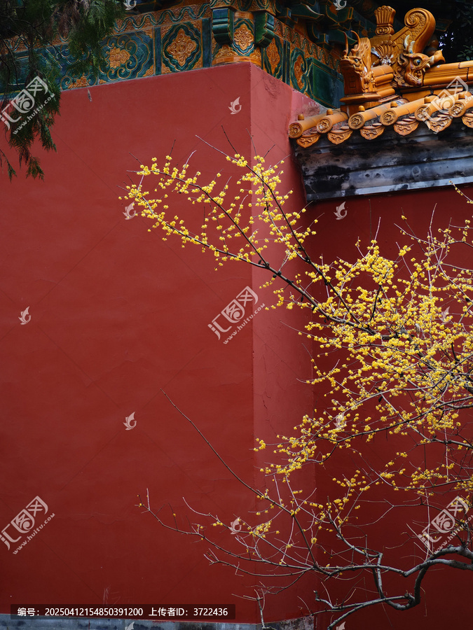 红墙黄腊梅