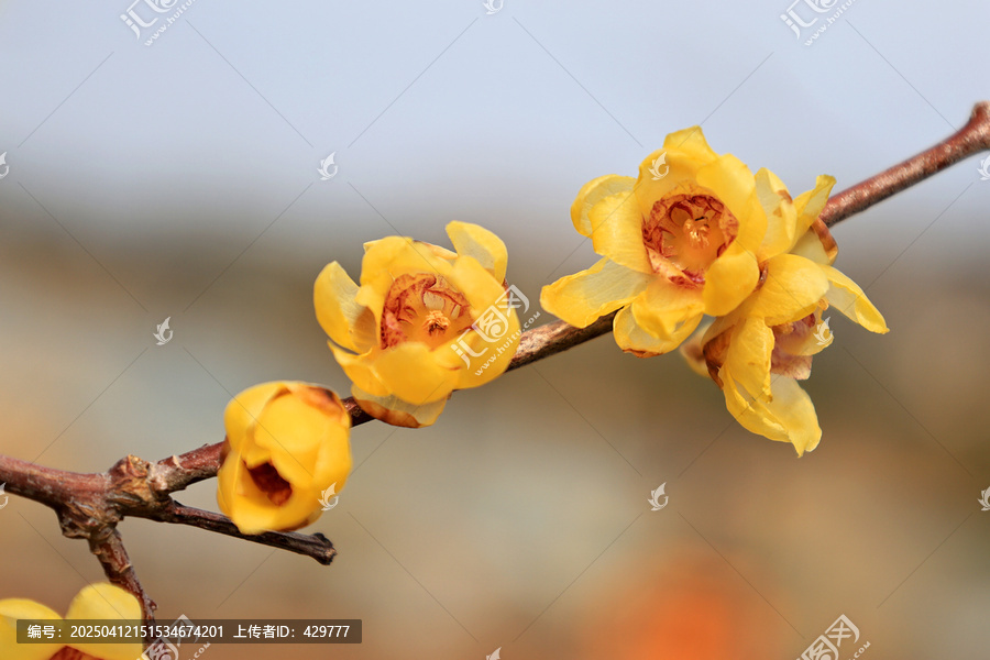黄色腊梅花