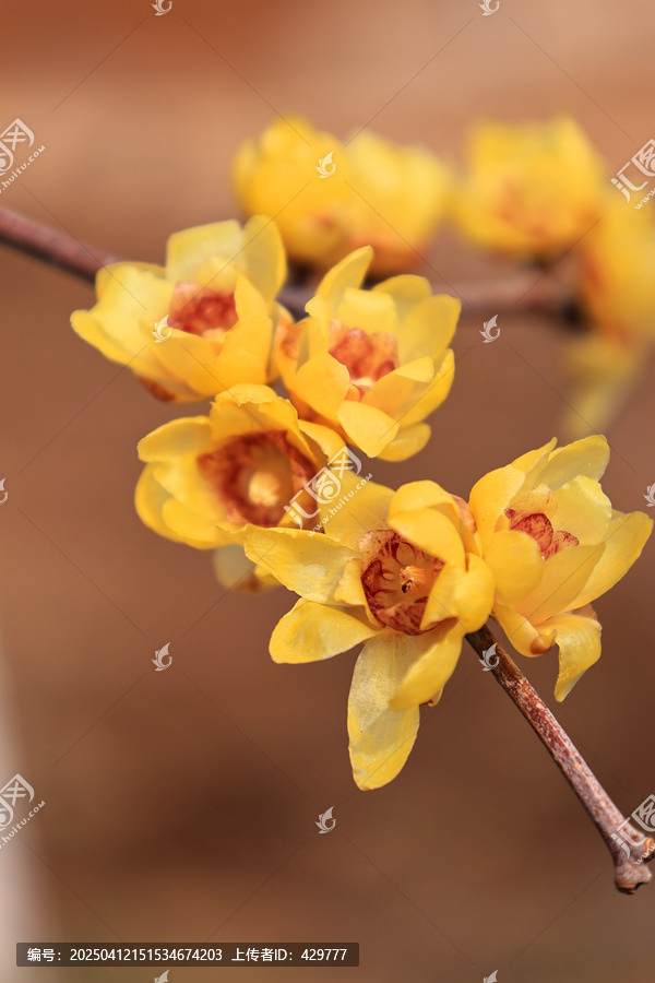 梅园腊梅花