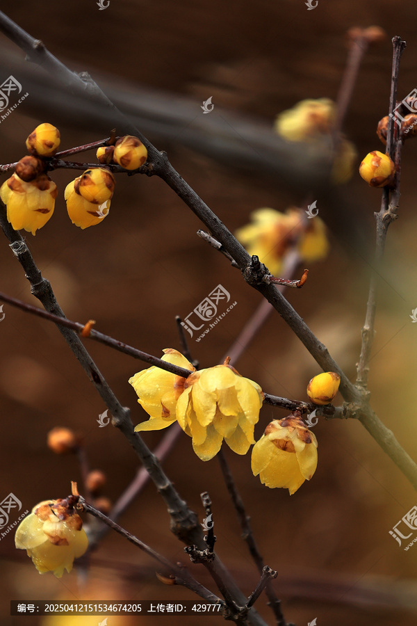 黄色腊梅花