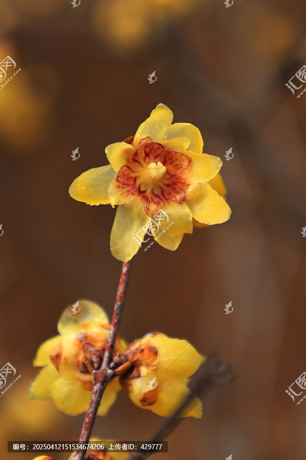 梅园蜡梅花开