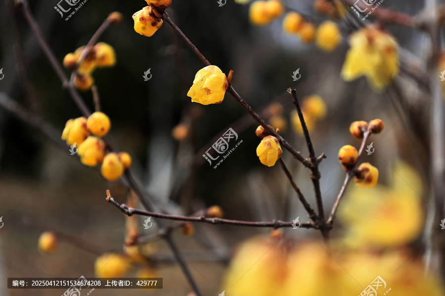 黄色腊梅花
