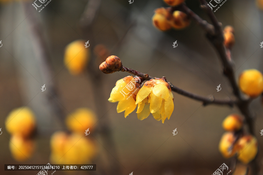 蜡梅花开