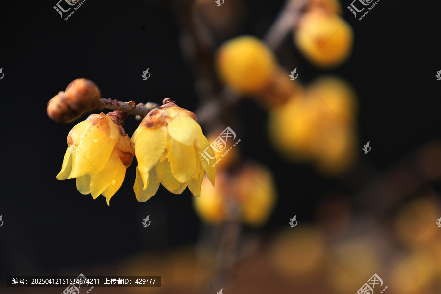 初春蜡梅花开