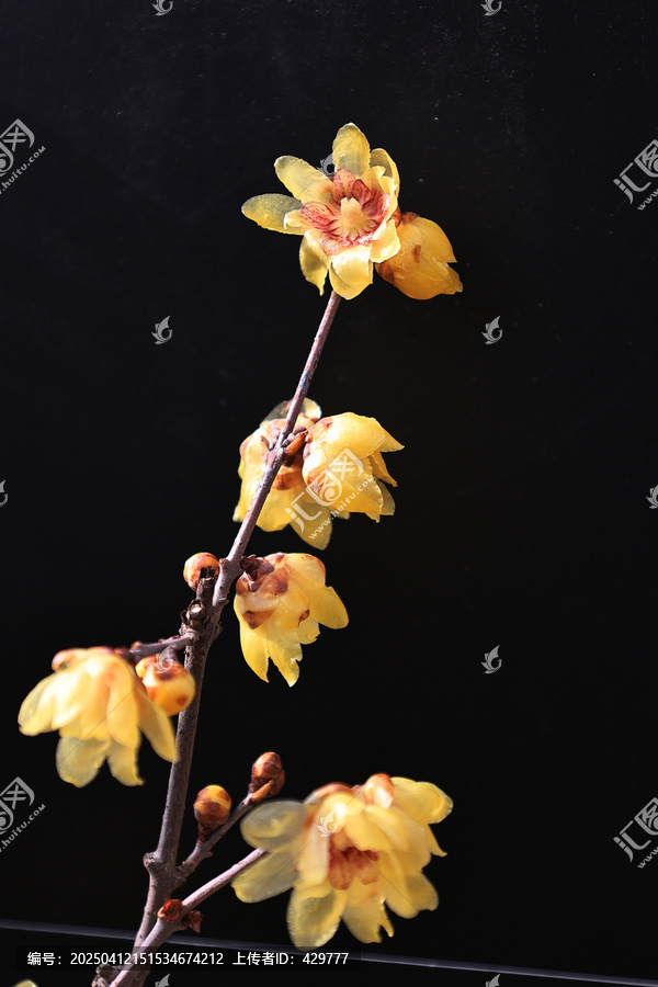 腊梅花盛开