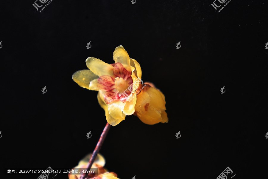 黄色腊梅花