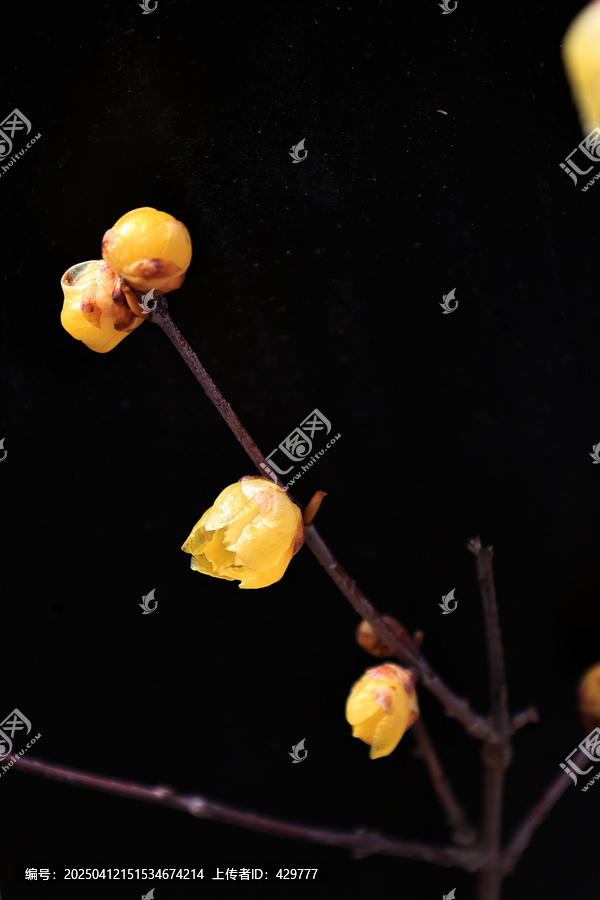 腊梅花