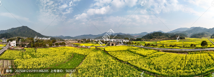 江西婺源江湾景区金色田园油菜花盛景