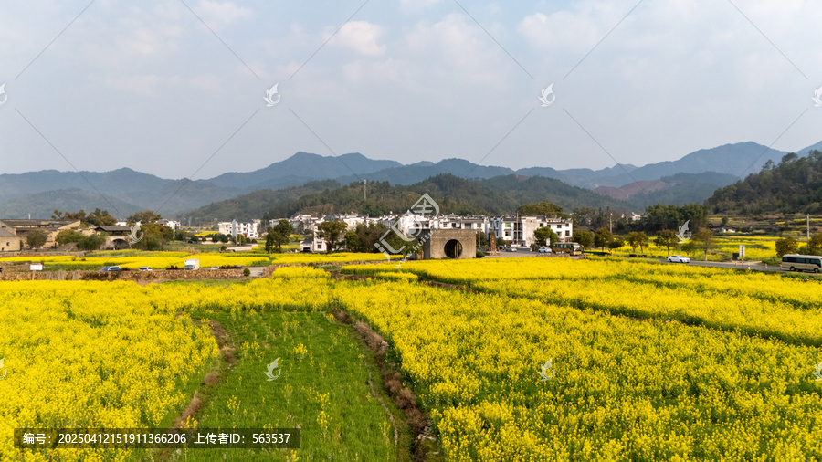 江西婺源江湾景区金色田园油菜花盛景
