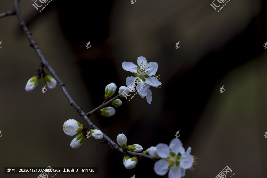京桃花