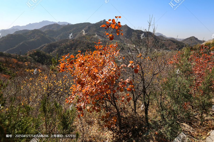 香山红叶