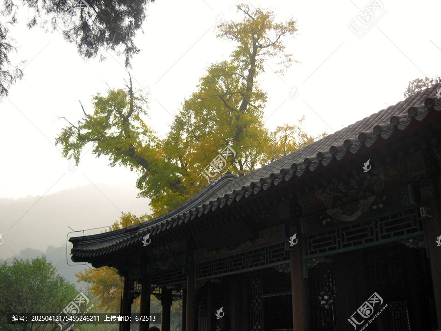 古寺银杏