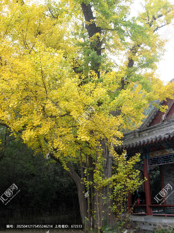 银杏古寺