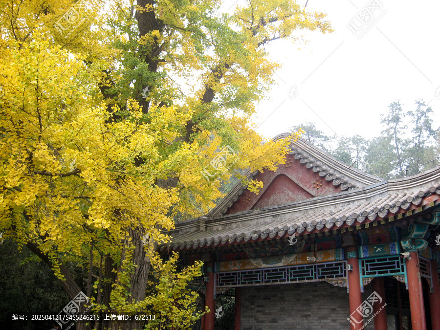 银杏古寺