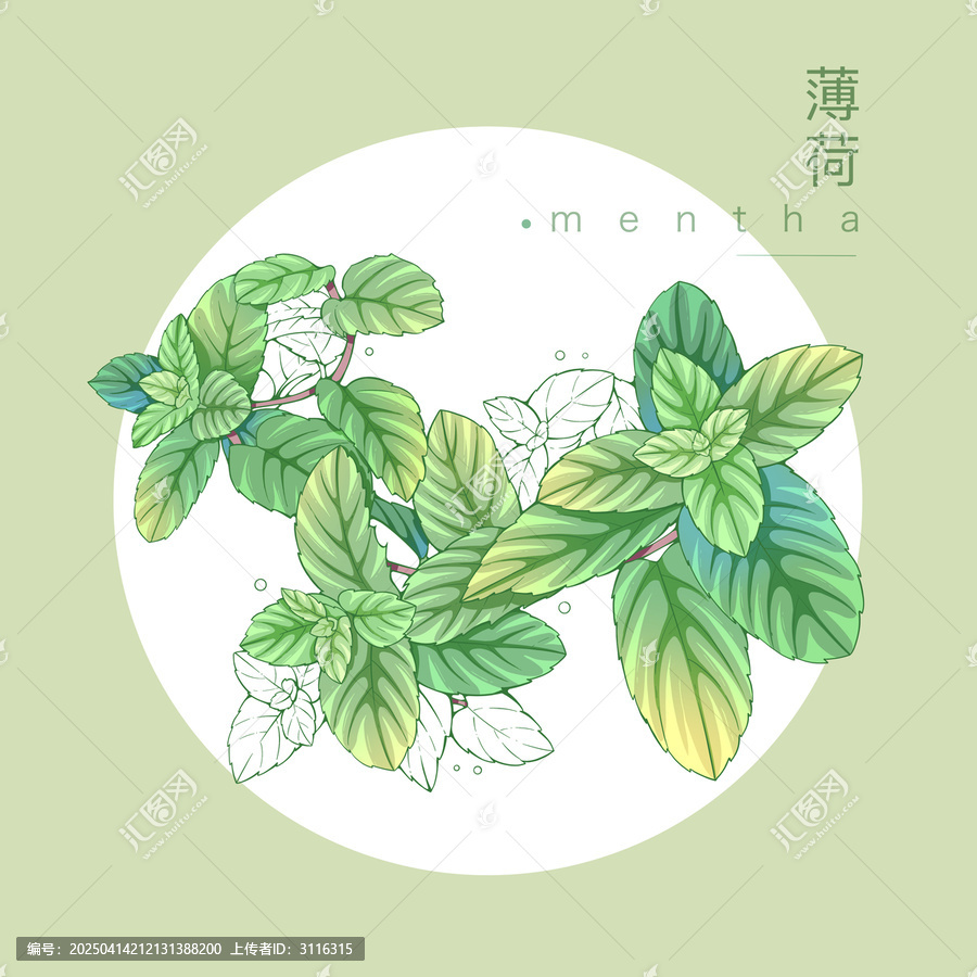 薄荷插画