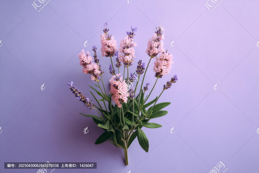 淡紫色背景上的薰衣草花束