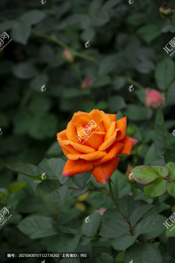 橙色月季花特写