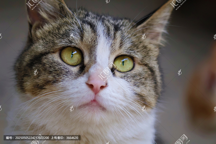 狸花猫中华田园猫