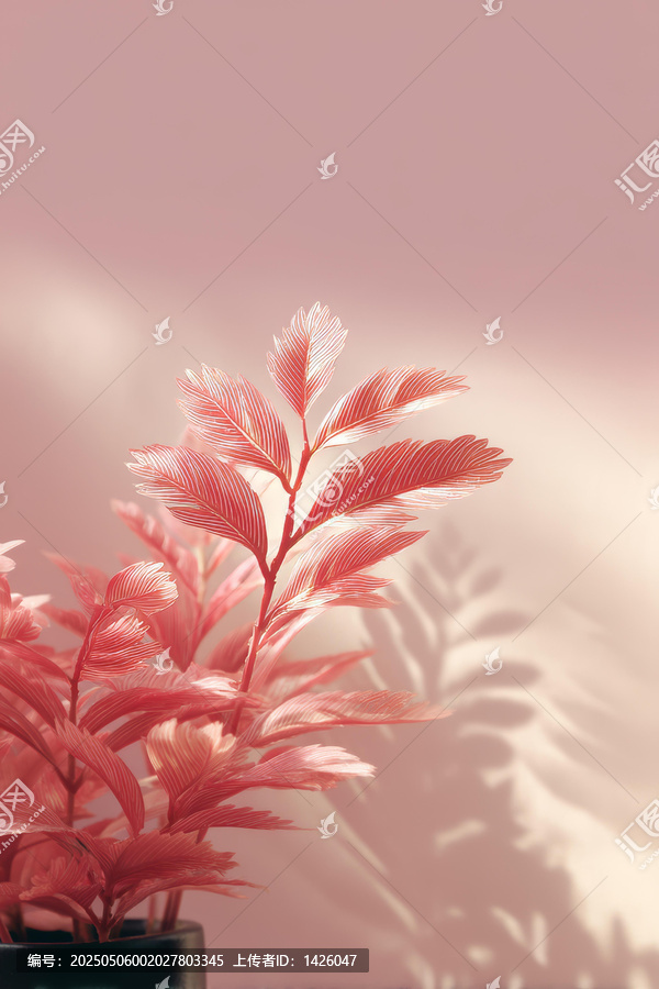粉红色植物的柔和光影