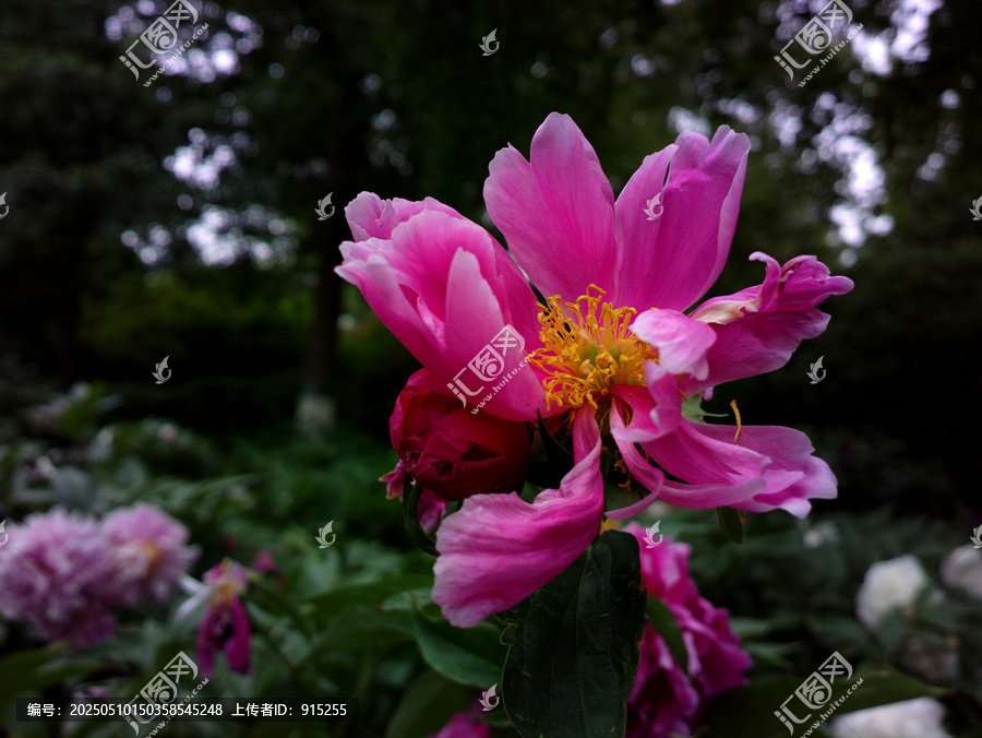 牡丹