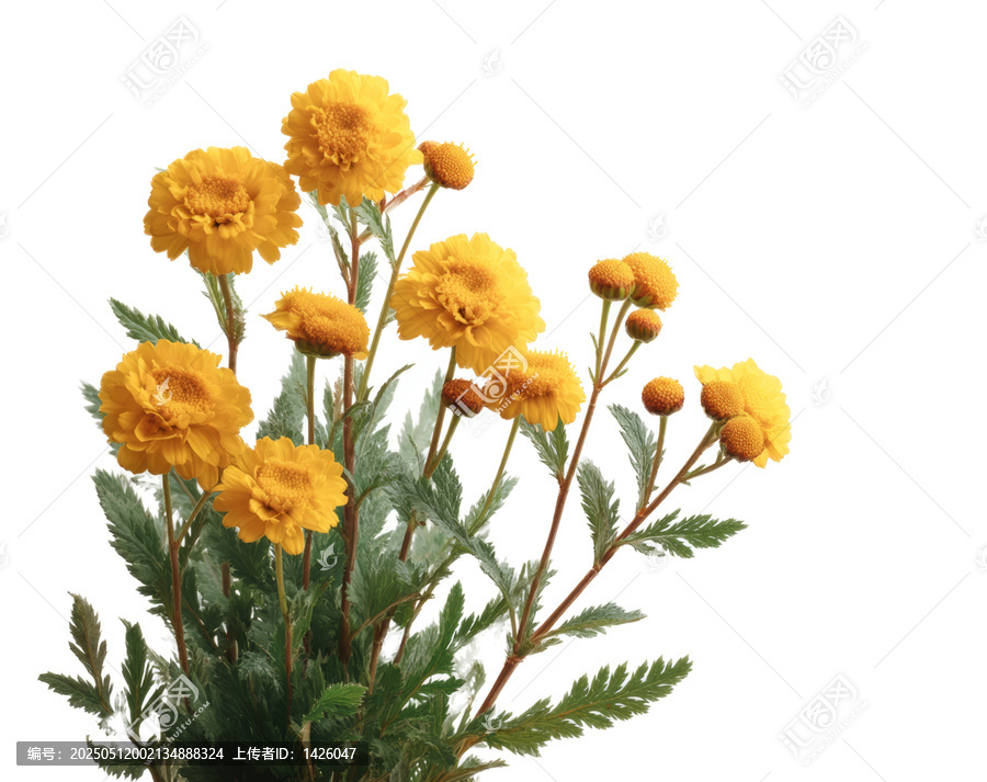 [免抠素材]黄色花束的艺术照
