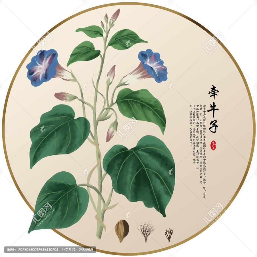 手绘中草药牵牛子养生药材
