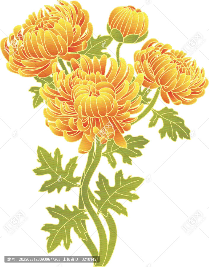 菊花插画元素