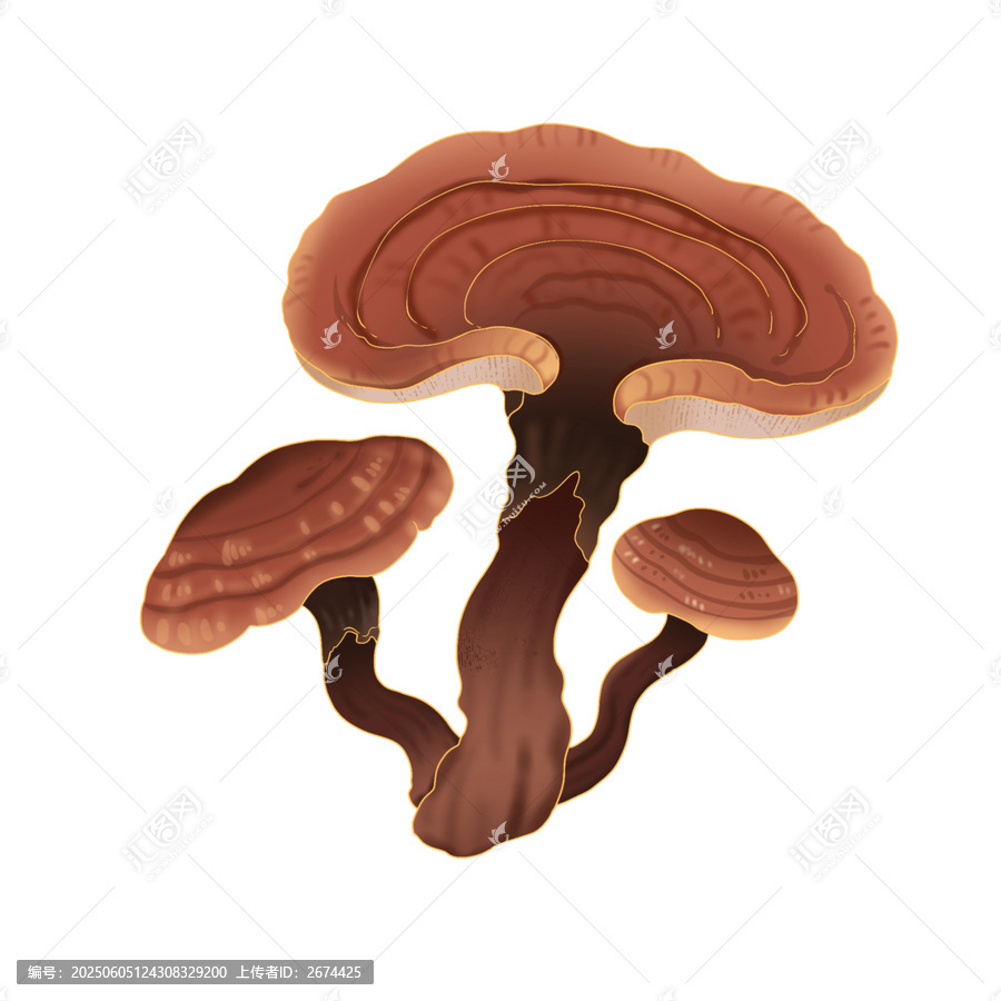 国潮手绘灵芝插画素材