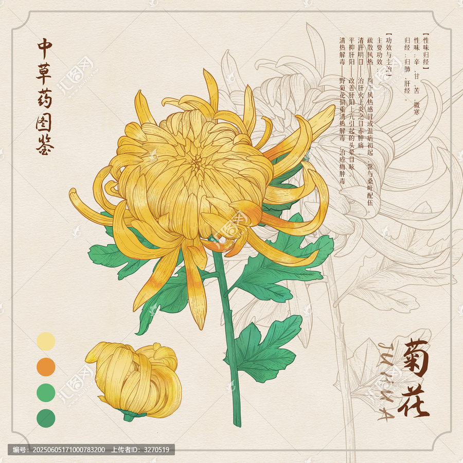 菊花草药插画图鉴