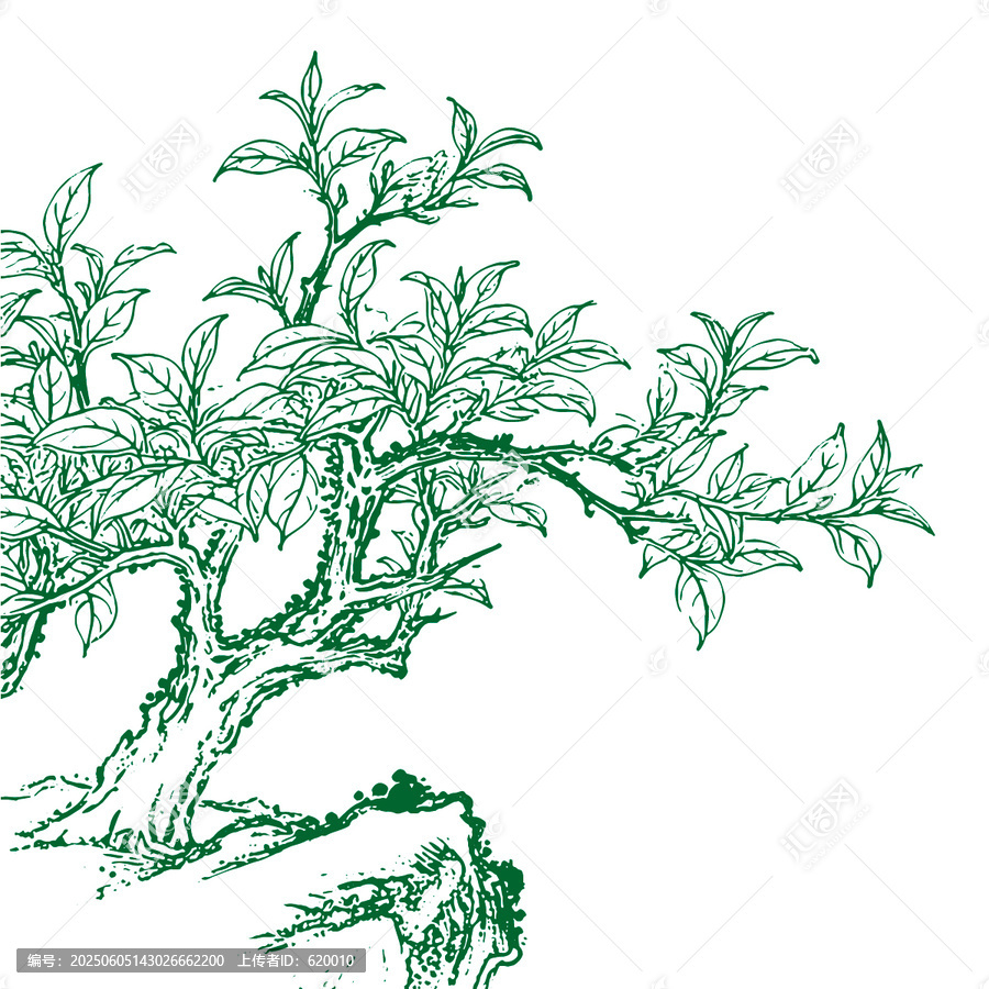 墨绿枝叶繁茂的茶树手绘线稿矢量图