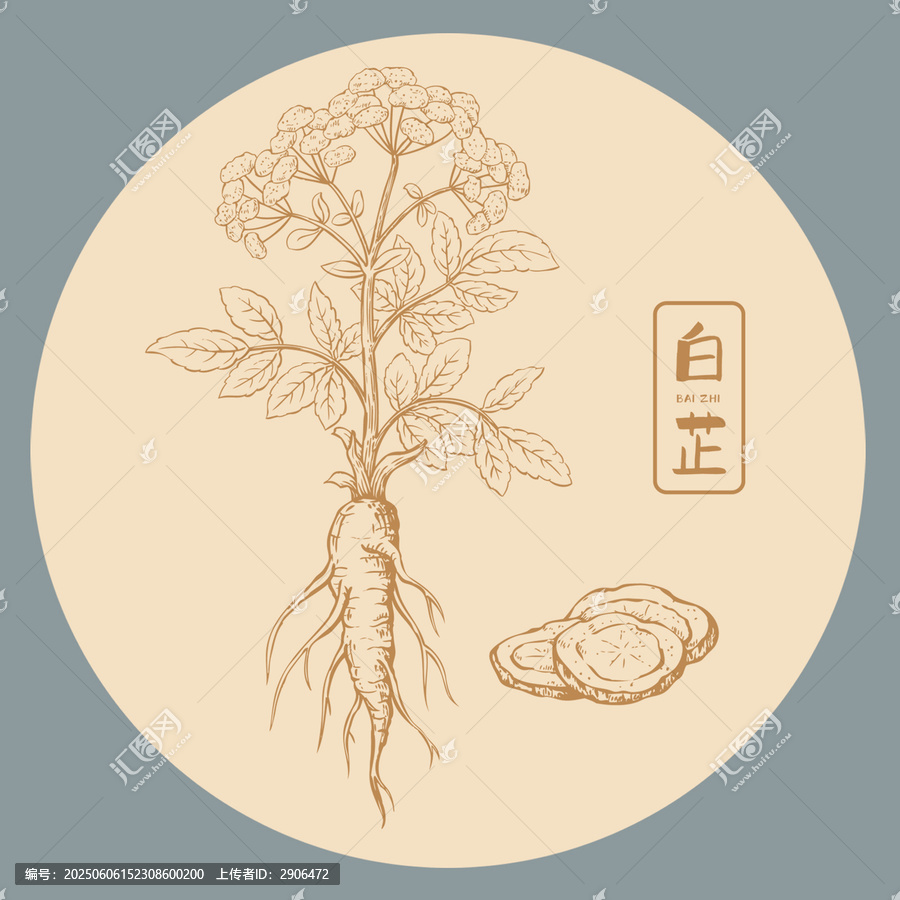 白芷插画手绘