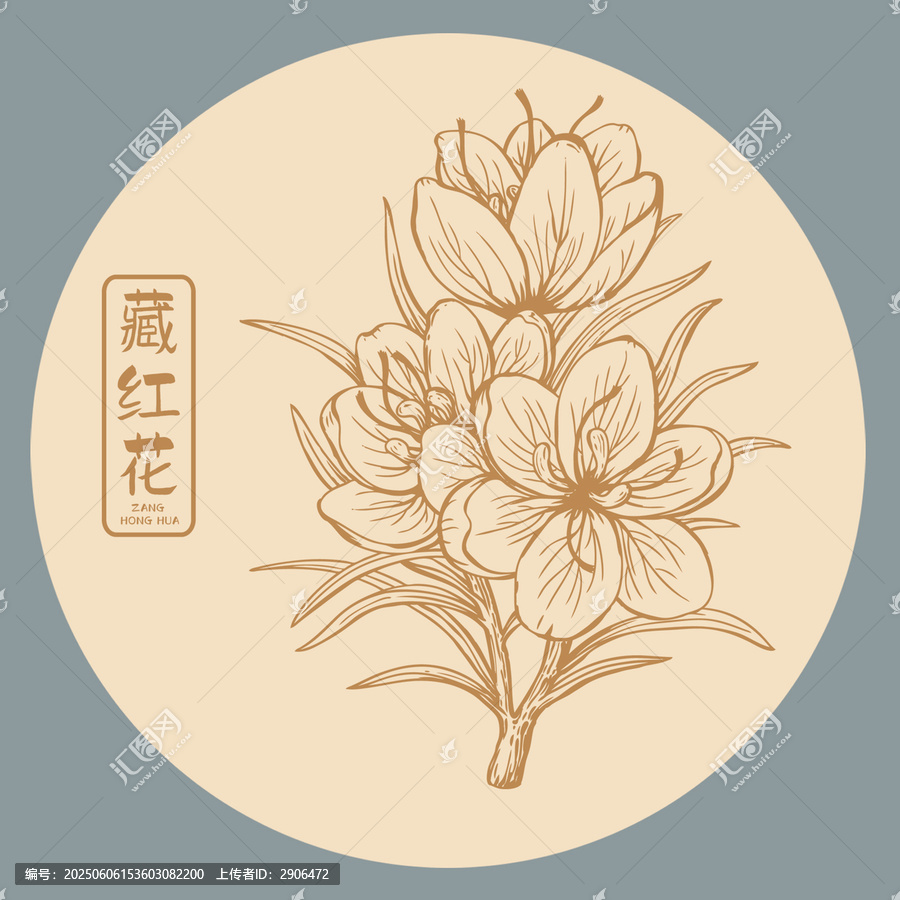 藏红花插画手绘