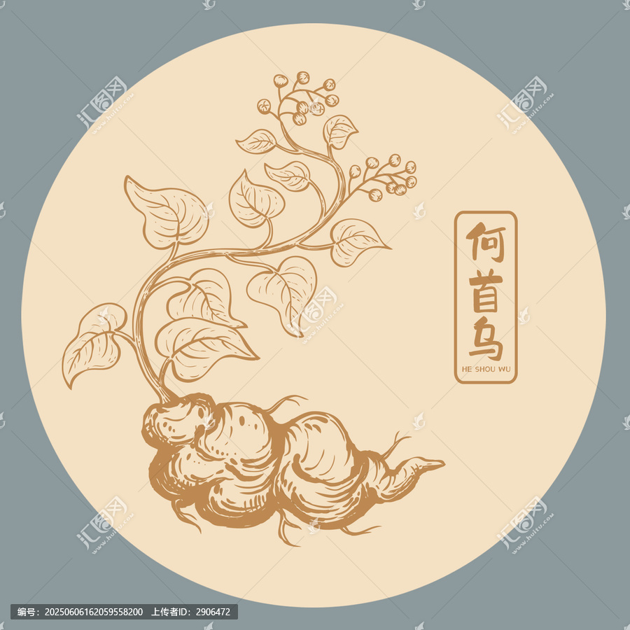 何首乌插画版画