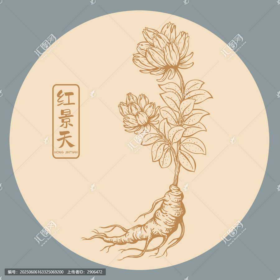 红景天插画手绘