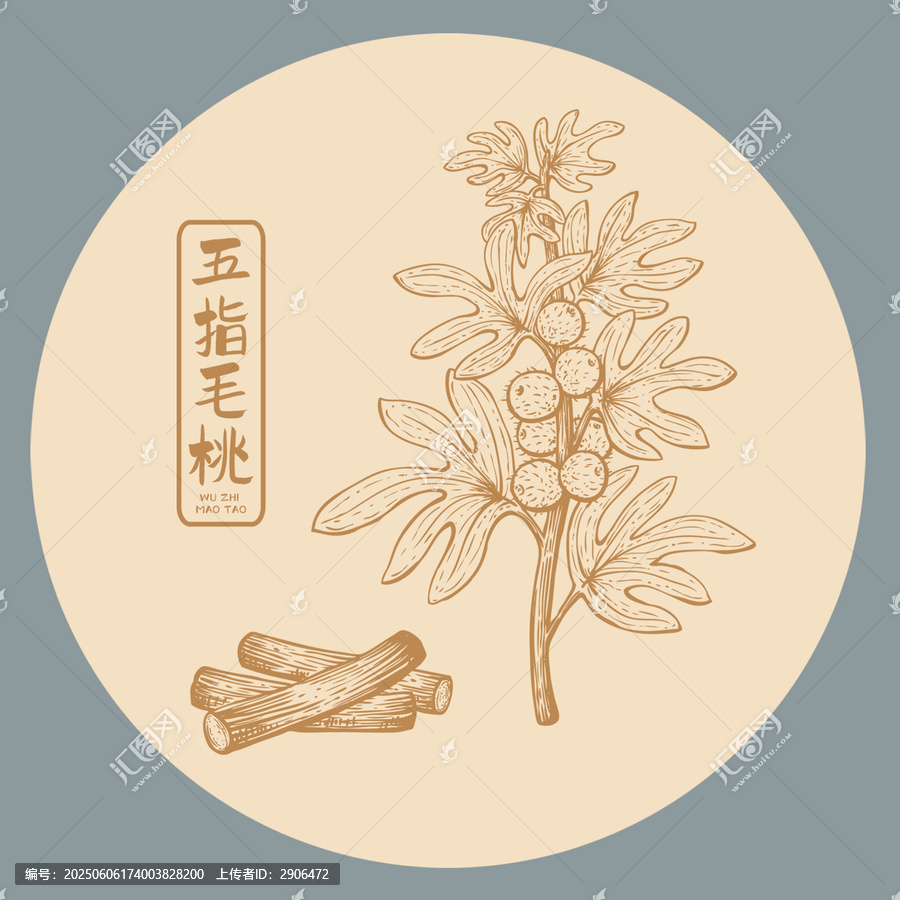五指毛桃插画手绘