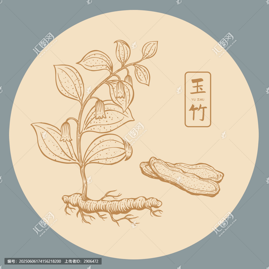 玉竹插画手绘