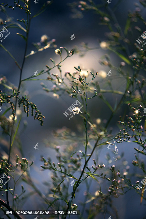 野草