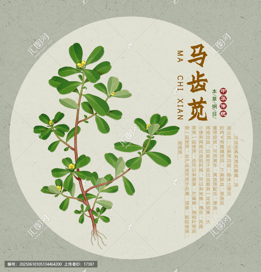 马齿苋