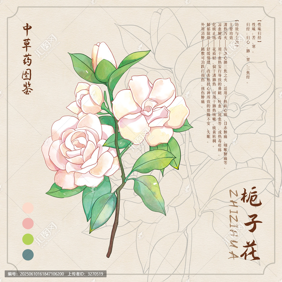栀子花草药插画图鉴